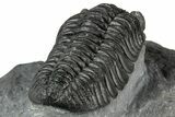 Phacopid (Adrisiops) Trilobite - Jbel Oudriss, Morocco #355875-4